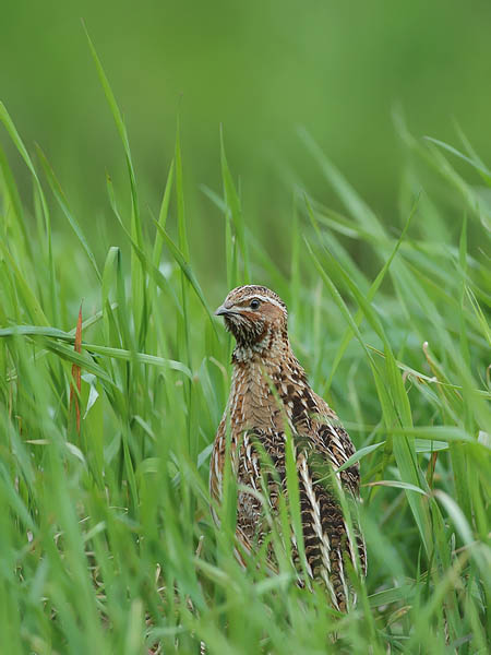 Viiriäinen, Common Quail, Coturnix coturnix